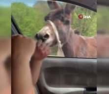 Sakarya'da cemaati &uuml;rk&uuml;ten eşek mahalleliye bela oldu