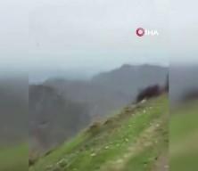 Şırnak'ta hayrete d&uuml;ş&uuml;ren g&ouml;r&uuml;nt&uuml;ler: Kartalın domuz avı saniye saniye kamerada