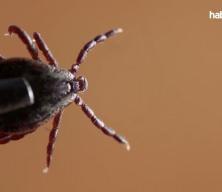 Tokat'ta 2 kişi KKKA hastalığı teşhisiyle tedavi g&ouml;r&uuml;yor