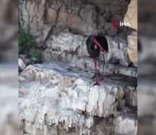 T&uuml;rkiye'de &ccedil;ok nadir g&ouml;r&uuml;len kara leylek kameraya yansıdı