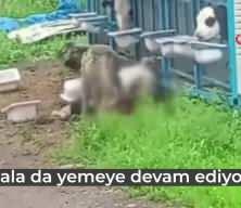 Başıboş k&ouml;pekler &uuml;reticinin yetiştirdiği buzağıyı telef etti