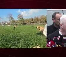 İstanbul Valisi G&uuml;l "Sahipsiz k&ouml;peklerin y&uuml;zde 46'sı toplandı" dedi
