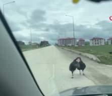 Karab&uuml;k'te yol ortasındaki hindi kavgası trafiği durdurdu