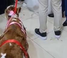 Osmaniye'de gelin ve damada verilen hediye d&uuml;ğ&uuml;ne damga vurdu 