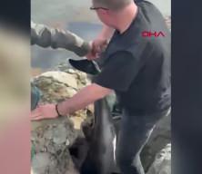 Samsun&rsquo;da kayalıklara sıkışan yunusu polis kurtardı