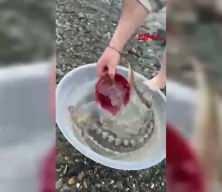 Satın aldığı balığı, canlı ve nesli tehlikedeki t&uuml;r olduğunu g&ouml;r&uuml;nce denize ulaştırdı