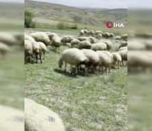 Başkent&rsquo;te bir yılan koyun s&uuml;r&uuml;s&uuml;ne saldırdı
