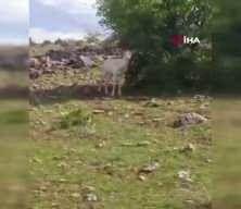Elazığ'da beyaz ala geyik bu kez koyun s&uuml;r&uuml;s&uuml;nde g&ouml;r&uuml;ld&uuml;