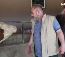 Koceeli'de &ccedil;iftliğin g&ouml;zdesi 1 ton 300 kiloluk tosun oldu