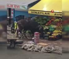 Sahibinin elinden ka&ccedil;an manda Iğdır'ı karıştırdı!