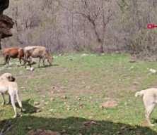 Erzincan'da &ccedil;obanın teknolojik &ccedil;&ouml;z&uuml;m&uuml;: S&uuml;r&uuml;ye yaklaşan ayıları dronla kovaladı