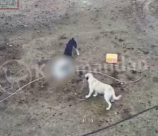 Karaman'da başıboş k&ouml;pekler ke&ccedil;ileri yedi!