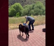 "Yol kenarına mama bırakın" &ccedil;ağrısı tepki &ccedil;ekti