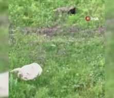 Ağzında avıyla gezen tilki ile vatandaşın g&uuml;ld&uuml;ren diyaloğu: T&uuml;m komutlara harfiyen uydu