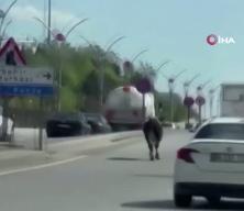 Dana ka&ccedil;tı, vatandaş kovaladı: Kurbanlık, Ankara trafiğini birbirine kattı