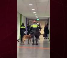 Barbar Avrupa yine sahnede: Filistinli hamile kadını yerden yere vurdular!
