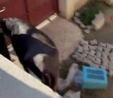 Ka&ccedil;an kurbanlığın saldırısından bodruma sığınarak kurtuldu