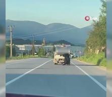 Kurbanlığı ara&ccedil;tan sarkıtıp kilometrelerce s&uuml;r&uuml;kledi