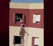 Kurbanlık koyun camdan atladı! O anlar kameraya yansıdı