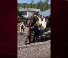 Sivas'ta kurbanlık tosun ortalığı birbirine kattı