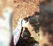Ot sandı, yavru tavşan &ccedil;ıktı! &Ccedil;ift&ccedil;inin konuşması sosyal medyayı salladı