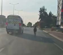 Bursa'da ana yola &ccedil;ıkan başıboş at trafiği birbirine kattı
