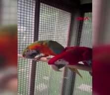 Egzotik hayvan operasyonu: 36 canlı kurtarıldı
