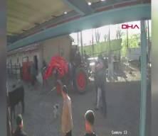  İpinden kurtulan boğanın etrafındakilere saldırısı kamerada