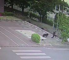 Japonya'da ayı saldırsı kamerada!