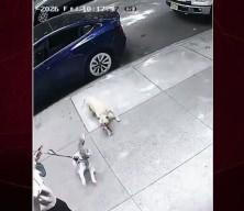 Park halindeki ara&ccedil;tan atlayan pitbull dehşet sa&ccedil;tı!
