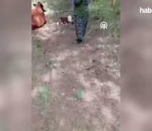 Yaylada doğan buzağıyı kilometrelerce sırtında taşıdı! Bir an bile peşinden ayrılmadı