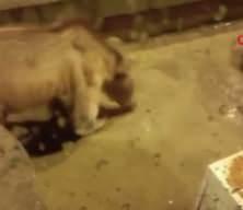 Barajda gece n&ouml;beti tutan g&uuml;venlik&ccedil;iye iki ayı yavrusu s&uuml;rprizi