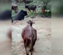 B&uuml;y&uuml;kbaş hayvanlar akıntıyla m&uuml;cadele etti!
