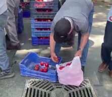 Halde alıcı bulamadığı 4 ton domatesi vatandaşlara &uuml;cretsiz dağıttı