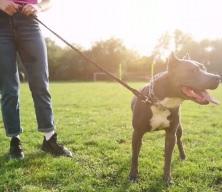 İngiltere'de yeni k&ouml;pek yasası: &Ccedil;ocuklarla yalnız bırakmak yasak