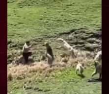 Y&uuml;ksekova'da s&uuml;r&uuml; halindeki k&ouml;pekler &ccedil;ocuğa saldırdı! Dehşet kamerada