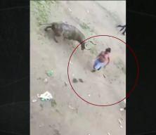 Boğanın boynuzladığı adam feci şekilde can verdi! Jet a&ccedil;ıklama: Y&uuml;zyıllık bir tarihin son yılı olacak