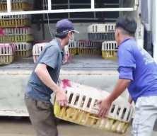 Kesilmek &uuml;zere olan y&uuml;zlerce kedi kurtarıldı!