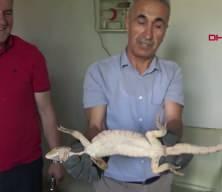 Şırnak&rsquo;ta odunlukta bulunan &ccedil;&ouml;l varanı, doğal yaşam alanına bırakıldı