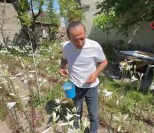 Tokat'ta &uuml;retimi birden bire yaygınlaştı! Litresi 270 bin TL'den satılıyor