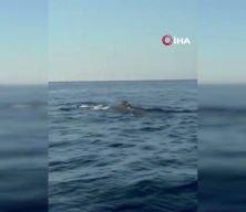 Alanya a&ccedil;ıklarında balina heyecanı kamerada