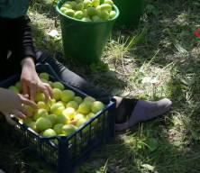 Beklenen g&uuml;n geldi! Sarı altın hasadı başladı