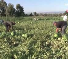 Bu karpuzu almak i&ccedil;in sıraya giriyorlar!