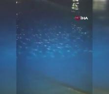 Mavi y&uuml;zge&ccedil;li orkinos sezonu erken tamamlandı: T&uuml;rk balık&ccedil;ılar kotayı doldurdu