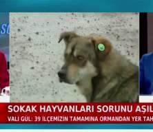İstanbul Valisi G&uuml;l&rsquo;den sahipsiz hayvan a&ccedil;ıklaması: &ldquo;Y&uuml;zde 65&rsquo;i toplandı&rdquo;