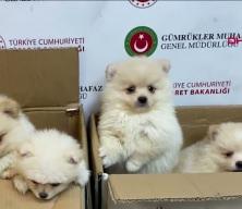  Kapıkule'de 'Pomeranian' cinsi 6 k&ouml;pek yavrusu ele ge&ccedil;irildi