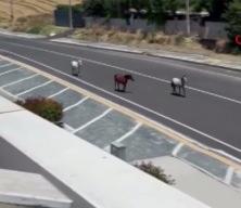 Tekirdağ'da başıboş atlar kazaya davetiye &ccedil;ıkardı