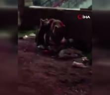 Vatandaş ayılara yanık yanık t&uuml;rk&uuml; s&ouml;yledi! İşte viral olan anlar
