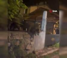 Kars'ta roller değişti: Vatandaş kapıda kaldı, ayılar bah&ccedil;ede keyif yaptı!