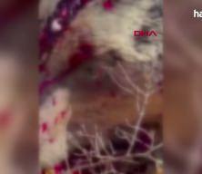 İzmir'de balkonda uyuyan yaşlı adama saldırıp &ouml;ld&uuml;ren ayı vuruldu
